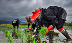 200 هکتار اراضی کشاورزی باشت زیر کشت برنج رفت